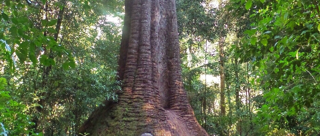 This 200 year old Red Bloodwood Tree is the largest Red Bloodwood tree in the Southern Hemisphere. It is affectionately named "Old Bottlebutt". Its very impressive not only for it's size and age but it's unusually wide base. A wonderful sight to see. #mothernature