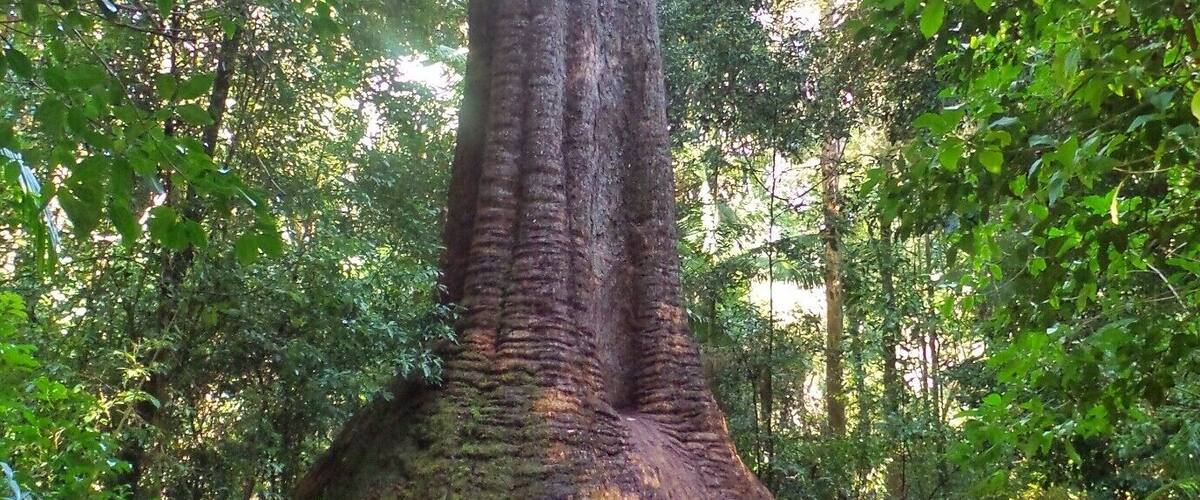A woman standing in a forested area, looking up at a tall tree with a platform in front of it.