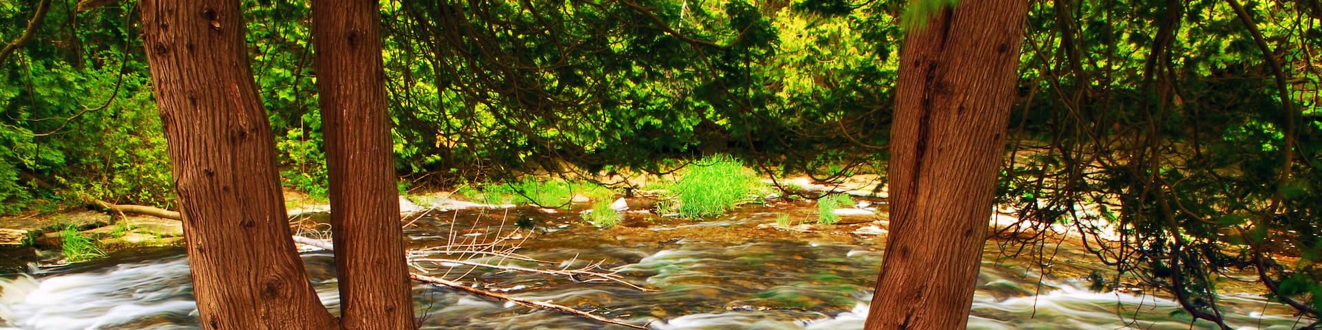 A river with flowing water, surrounded by trees and rocks.