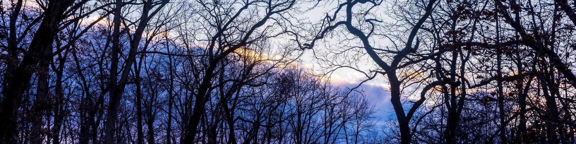 Un camino a través de un bosque con árboles desprovistos de hojas y una puesta de sol al fondo.
