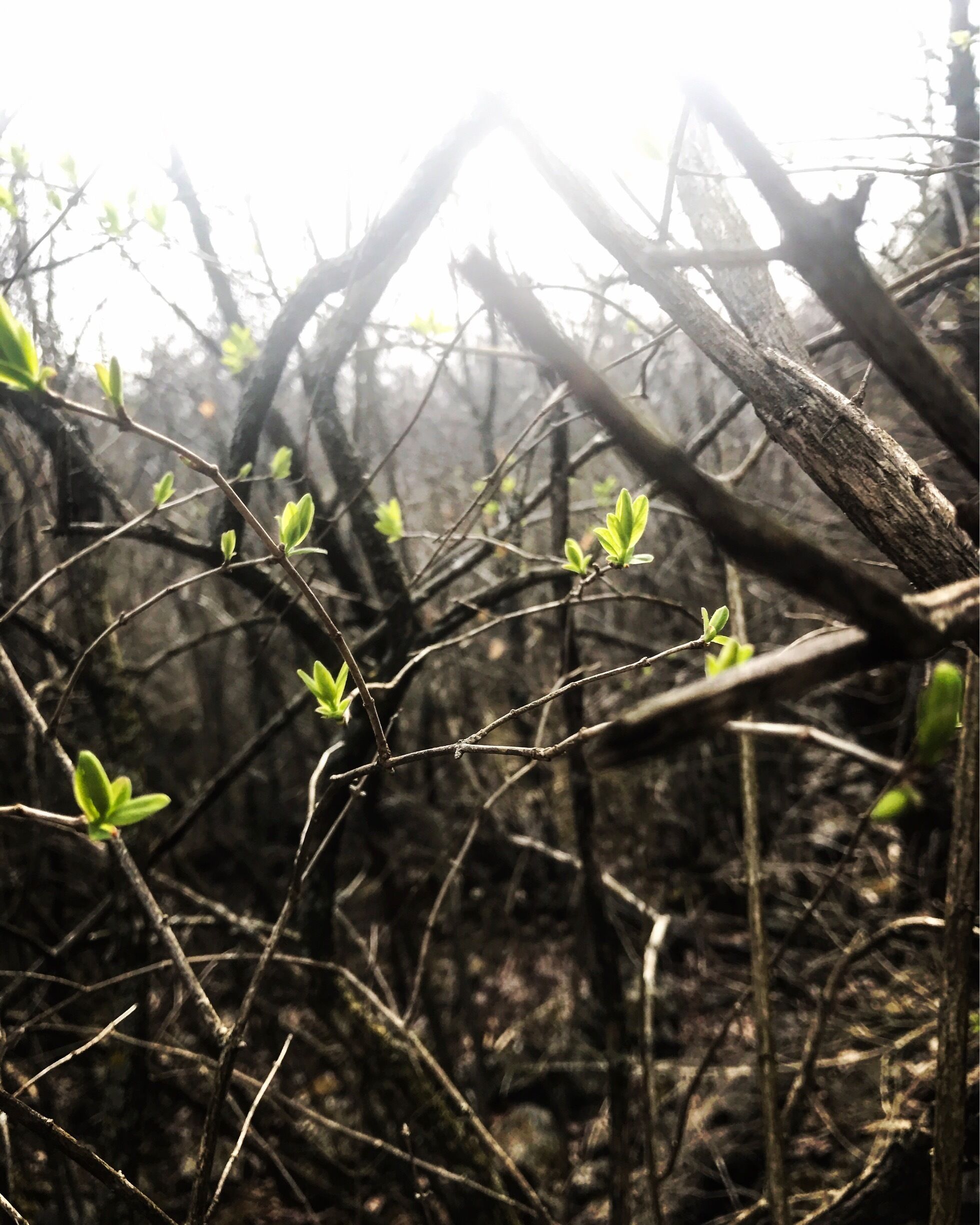 Spring 😊🌲🌸
.
.
.
#hiking #green #GreenPhotoSweepstakes #loveit #outdoors 
