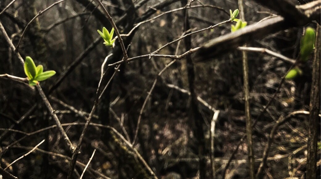 Spring 😊🌲🌸
.
.
.
#hiking #green #GreenPhotoSweepstakes #loveit #outdoors