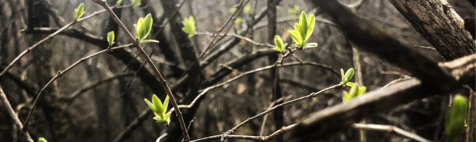 Uma floresta com galhos secos e folhas verdes.