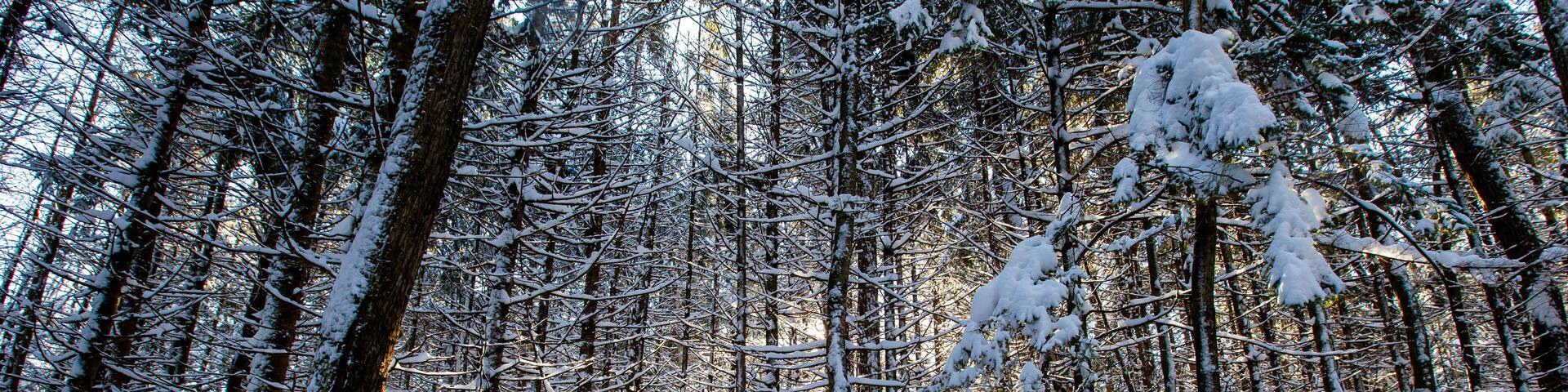 Sun shinning through the trees in Council Grounds State Park, Merrill, Wisconsin after a snow storm