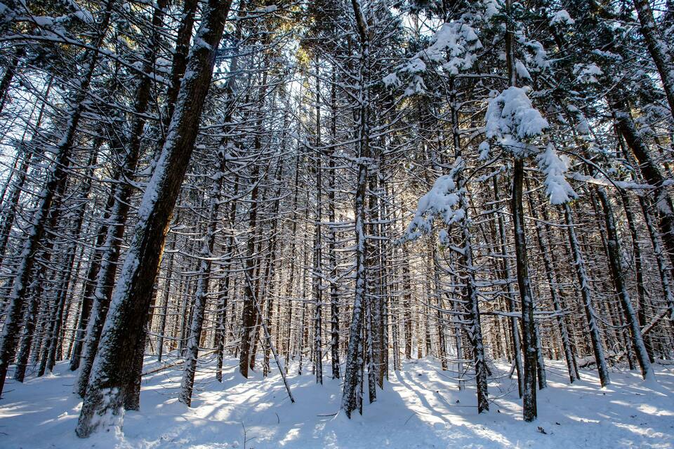 Un bosc dens de faigurs coberts de neu.