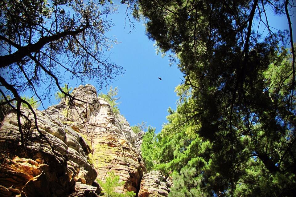 Une falaise rocheuse parsemée de pins.