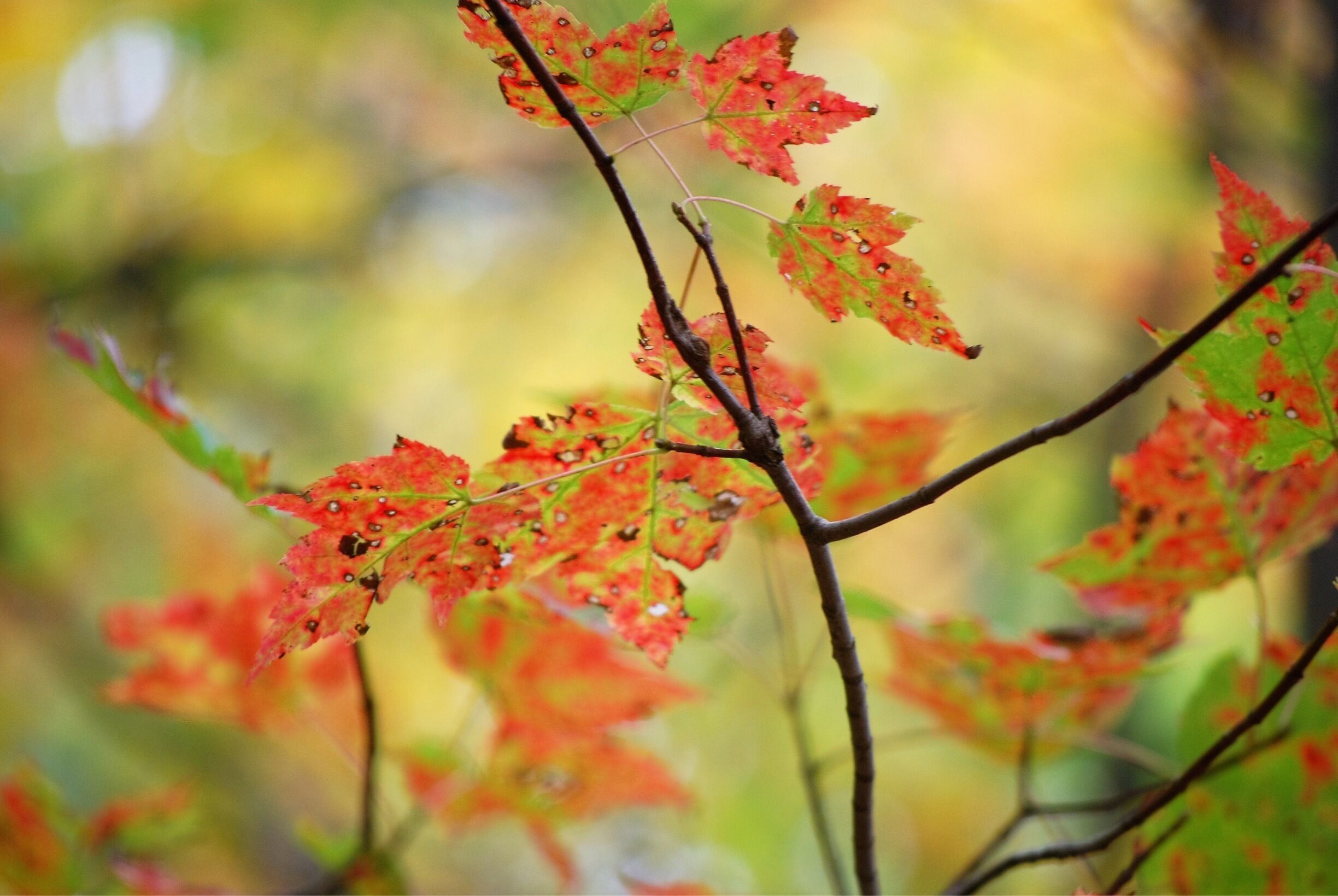 Beautiful fall leaves!