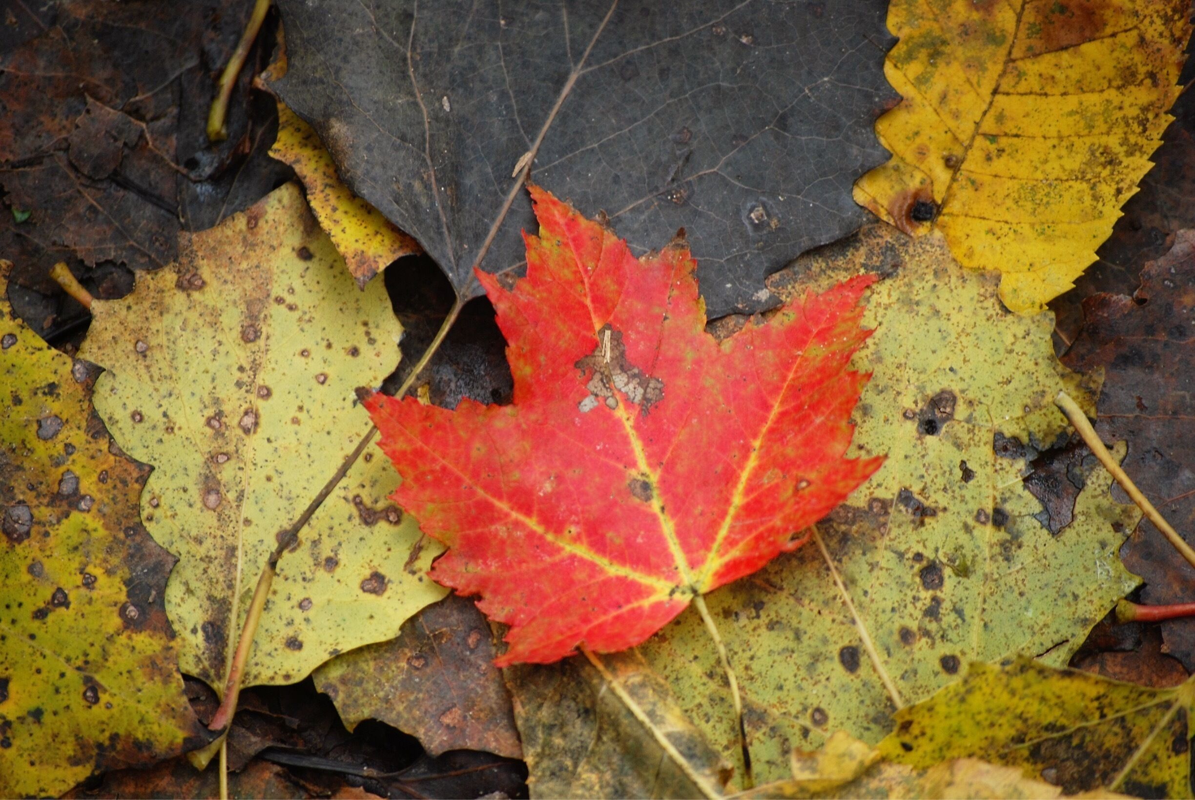 Red leaf.