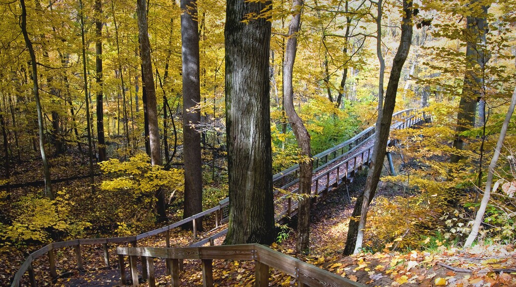 A boardwalk and bridge winds it's way through the autumn woods and across the Galien River at Warren Woods State Park near Three Oaks, Michigan.