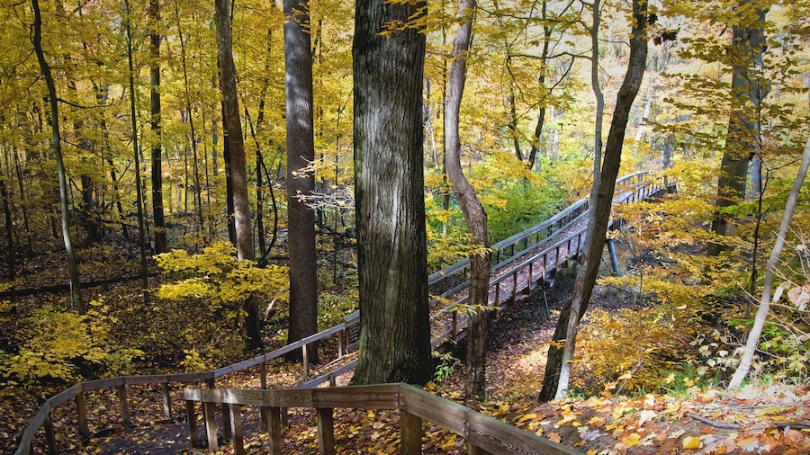 A boardwalk and bridge winds it's way through the autumn woods and across the Galien River at Warren Woods State Park near Three Oaks, Michigan.