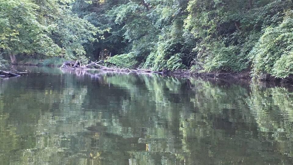 A calm river surrounded by dense green foliage.