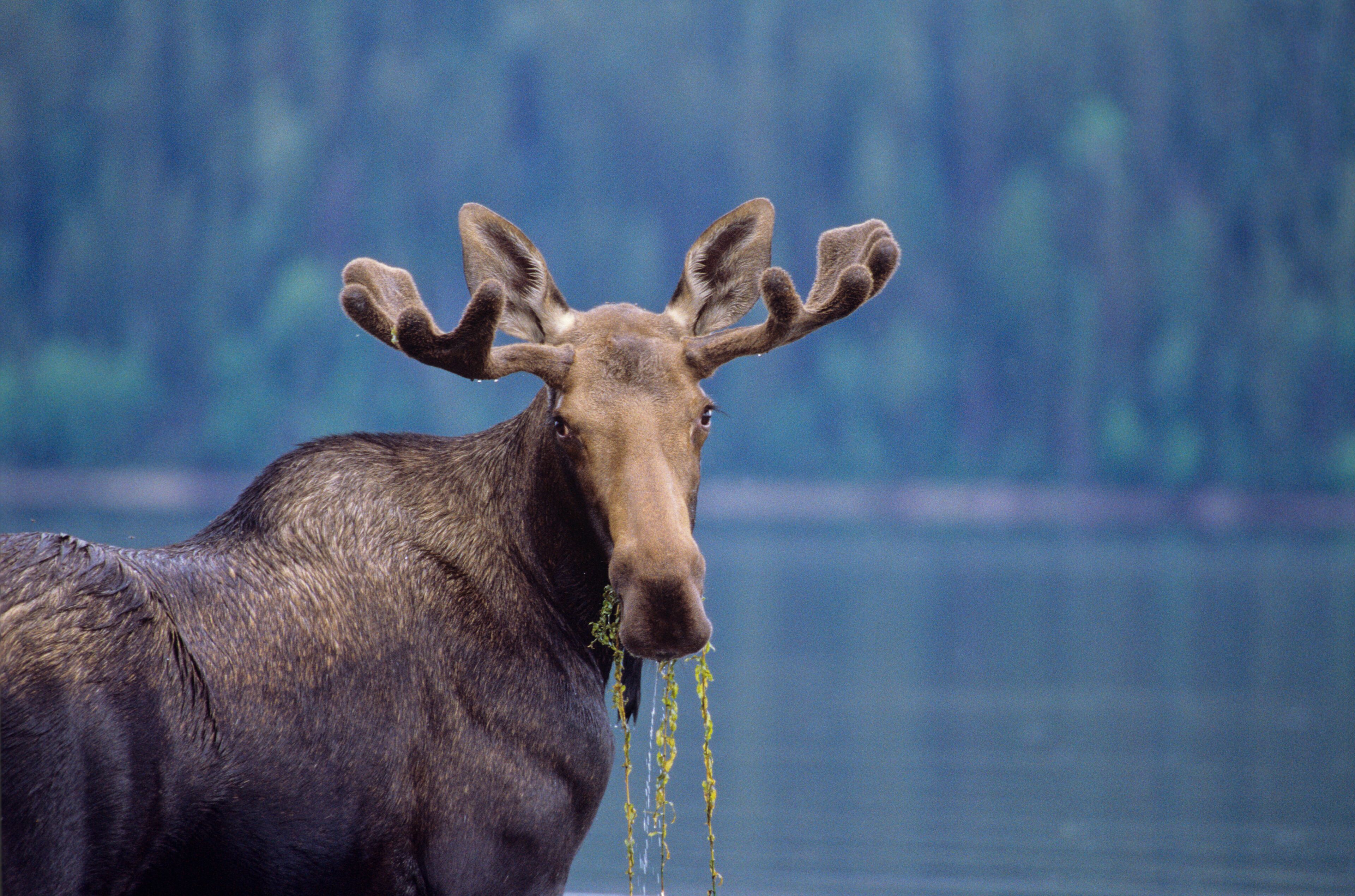 Young bull moose, Bowron Lake Provincial Park, British Columbia, Canada.