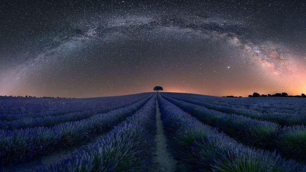 Night view of the lavender fields of Brihuega, Guadalajara, with the arc of the Milky Way in the sky and a tree on the horizon