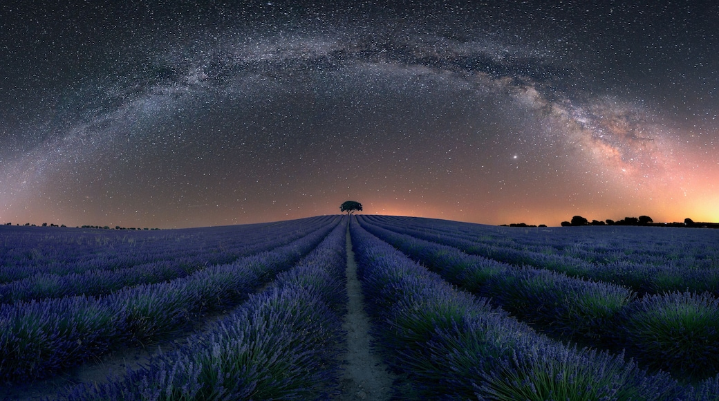 Night view of the lavender fields of Brihuega, Guadalajara, with the arc of the Milky Way in the sky and a tree on the horizon
