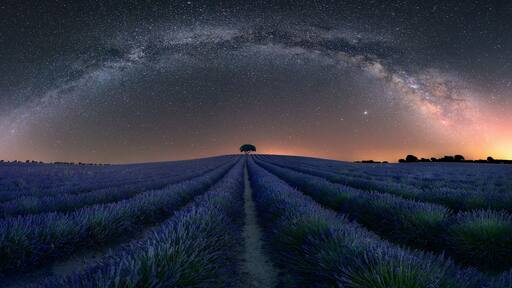 Night view of the lavender fields of Brihuega, Guadalajara, with the arc of the Milky Way in the sky and a tree on the horizon