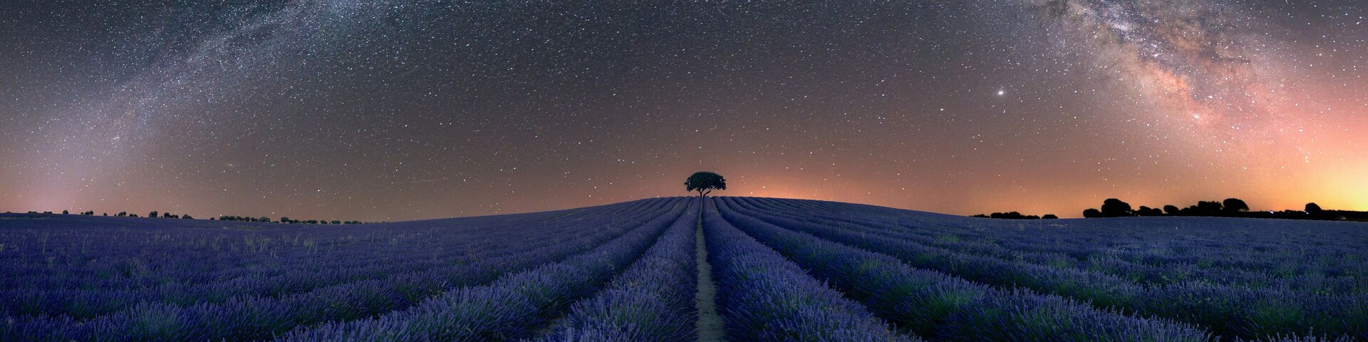 Night view of the lavender fields of Brihuega, Guadalajara, with the arc of the Milky Way in the sky and a tree on the horizon