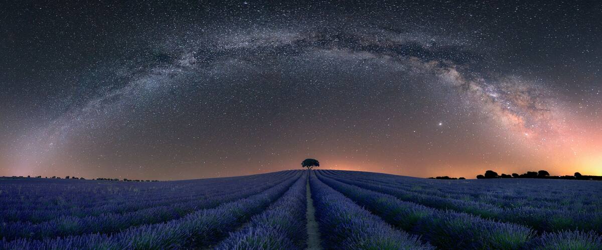 A lavender field at twilight with a clear path leading to a tree.
