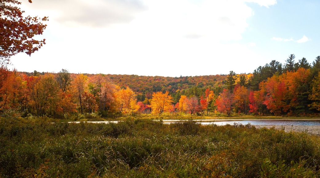 Sun spotlight illuminates fall foliage at Morey Pond, New Hampshire.