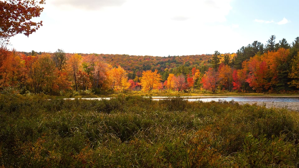 A forest with autumn foliage and a lake.