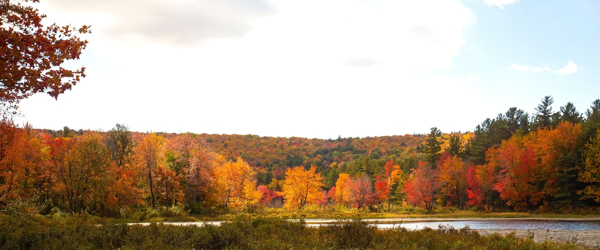 A forest with autumn foliage and a lake.
