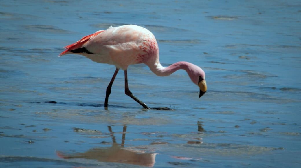 The South American Puna Flamingo is also known as James's Flamingo (so named for Harry Berkeley James) and Lesser Andean Flamingo. It received its common name "Puna" from its natural habitat - "puna" is the local word for high Andean plateau. The flamingo's characteristic pink / salmon-colored plumage is caused by their beta carotene-rich diet.
The Puna Flamingos occur on the high Andean plateaus of Peru, Chile, Bolivia and Argentina where they usually occur at altitudes of over 3,000 m (9,900 ft).
Together with the other South American flamingos -- namely the Andean Flamingos and Chilean Flamingos, they inhabit salt lakes and lagoons in the Andean mountains, After the breeding season, most migrate to lower attitudes for the winter. Some remain at lakes near hot springs.
#LikeALocal