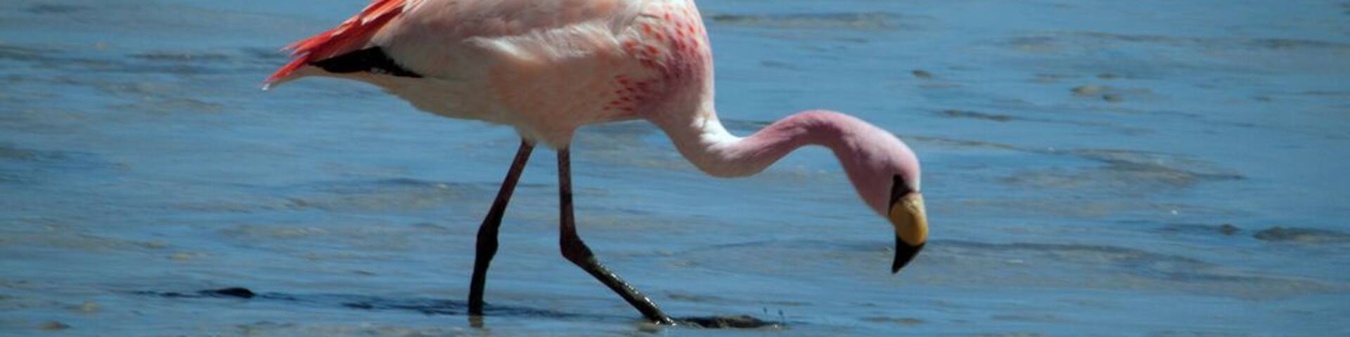 The South American Puna Flamingo is also known as James's Flamingo (so named for Harry Berkeley James) and Lesser Andean Flamingo. It received its common name "Puna" from its natural habitat - "puna" is the local word for high Andean plateau. The flamingo's characteristic pink / salmon-colored plumage is caused by their beta carotene-rich diet.
The Puna Flamingos occur on the high Andean plateaus of Peru, Chile, Bolivia and Argentina where they usually occur at altitudes of over 3,000 m (9,900 ft).
Together with the other South American flamingos -- namely the Andean Flamingos and Chilean Flamingos, they inhabit salt lakes and lagoons in the Andean mountains, After the breeding season, most migrate to lower attitudes for the winter. Some remain at lakes near hot springs.
#LikeALocal