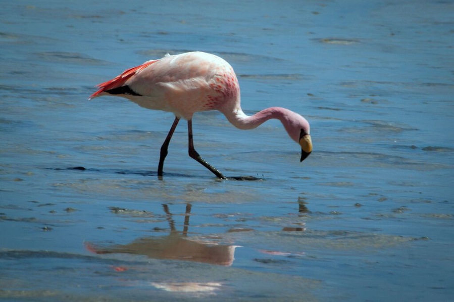 The South American Puna Flamingo is also known as James's Flamingo (so named for Harry Berkeley James) and Lesser Andean Flamingo.  It received its common name "Puna" from its natural habitat - "puna" is the local word for high Andean plateau. The flamingo's characteristic pink / salmon-colored plumage is caused by their beta carotene-rich diet.
The Puna Flamingos occur on the high Andean plateaus of Peru, Chile, Bolivia and Argentina where they usually occur at altitudes of over 3,000 m (9,900 ft).
Together with the other South American flamingos -- namely the Andean Flamingos and Chilean Flamingos, they inhabit salt lakes and lagoons in the Andean mountains, After the breeding season, most migrate to lower attitudes for the winter. Some remain at lakes near hot springs.
#LikeALocal