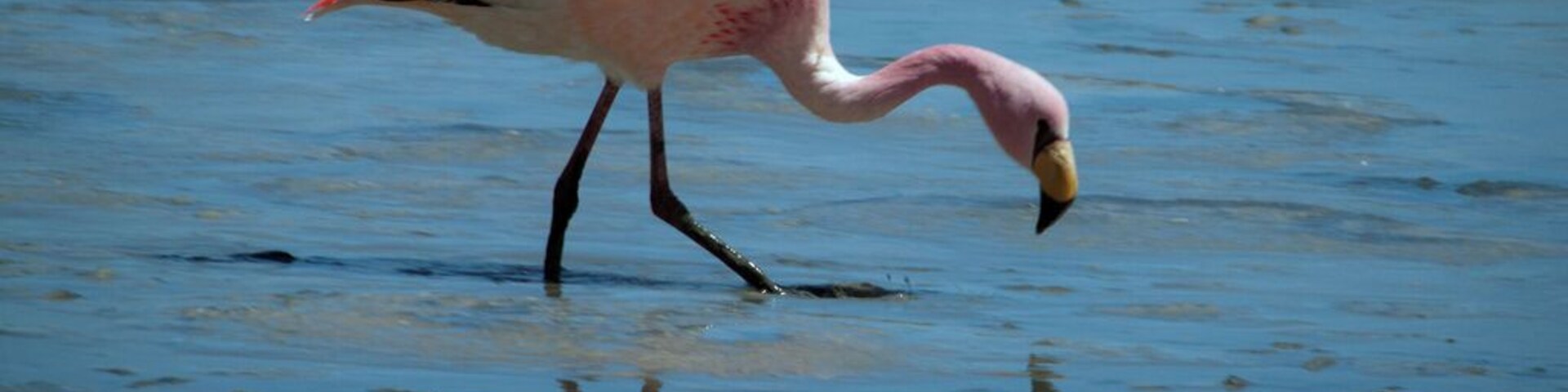 The South American Puna Flamingo is also known as James's Flamingo (so named for Harry Berkeley James) and Lesser Andean Flamingo.  It received its common name "Puna" from its natural habitat - "puna" is the local word for high Andean plateau. The flamingo's characteristic pink / salmon-colored plumage is caused by their beta carotene-rich diet.
The Puna Flamingos occur on the high Andean plateaus of Peru, Chile, Bolivia and Argentina where they usually occur at altitudes of over 3,000 m (9,900 ft).
Together with the other South American flamingos -- namely the Andean Flamingos and Chilean Flamingos, they inhabit salt lakes and lagoons in the Andean mountains, After the breeding season, most migrate to lower attitudes for the winter. Some remain at lakes near hot springs.
#LikeALocal