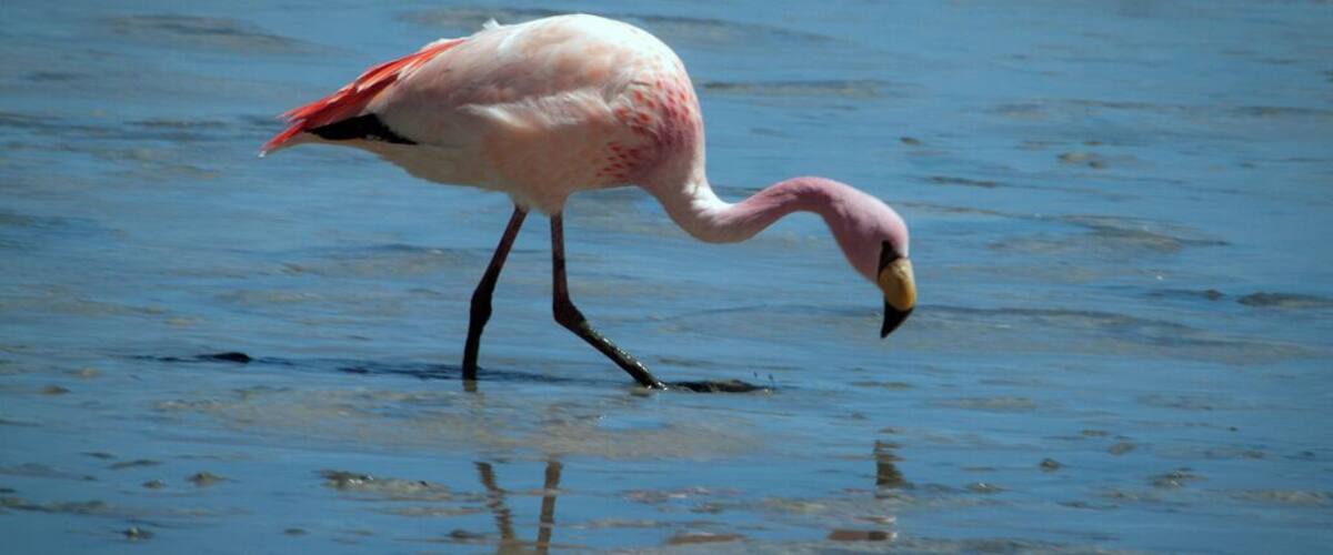 A flamingo wading in shallow water.