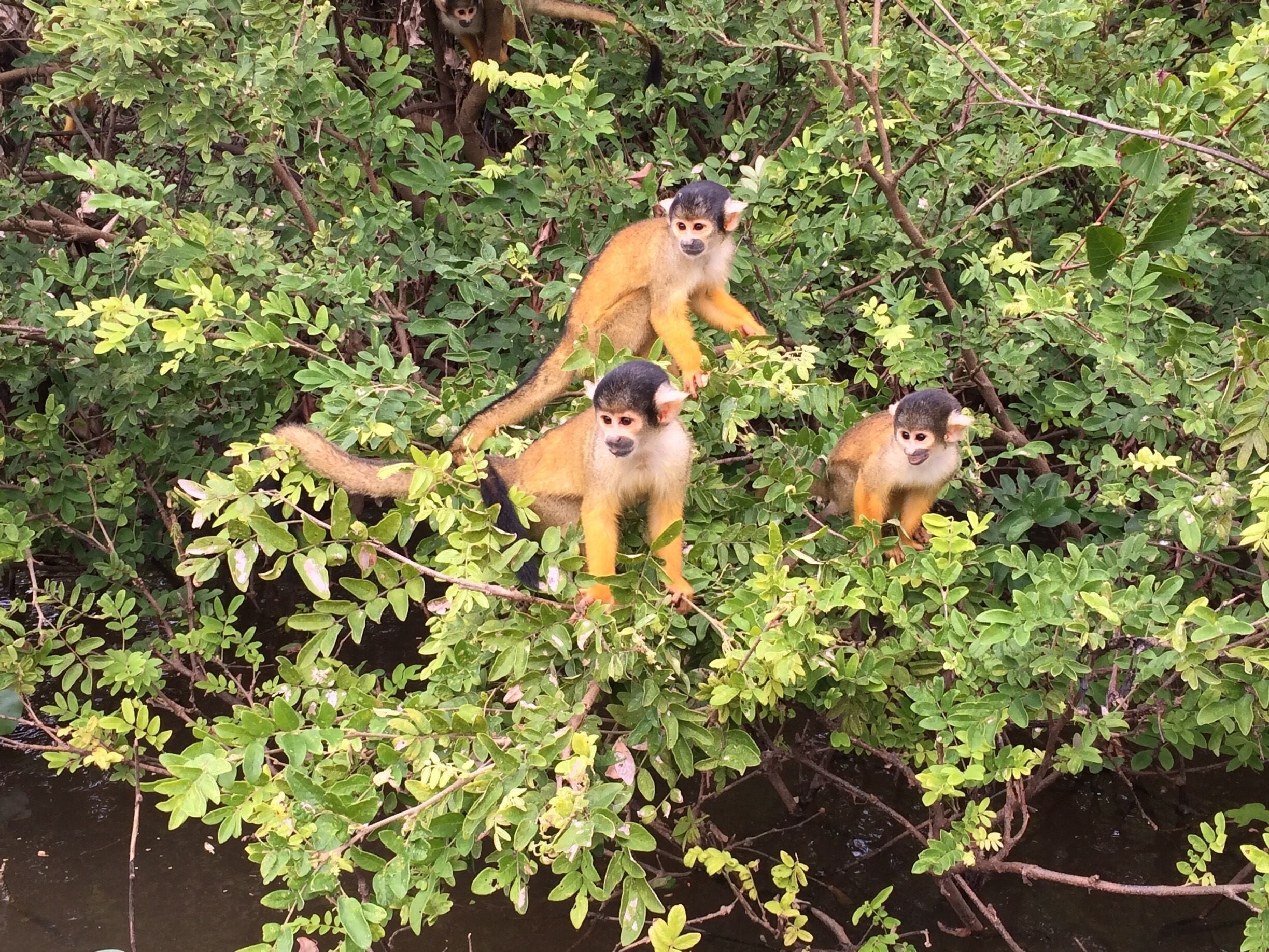 3 cheeky monkeys spotted in the Amazon jungle, Bolivia. #wildlife