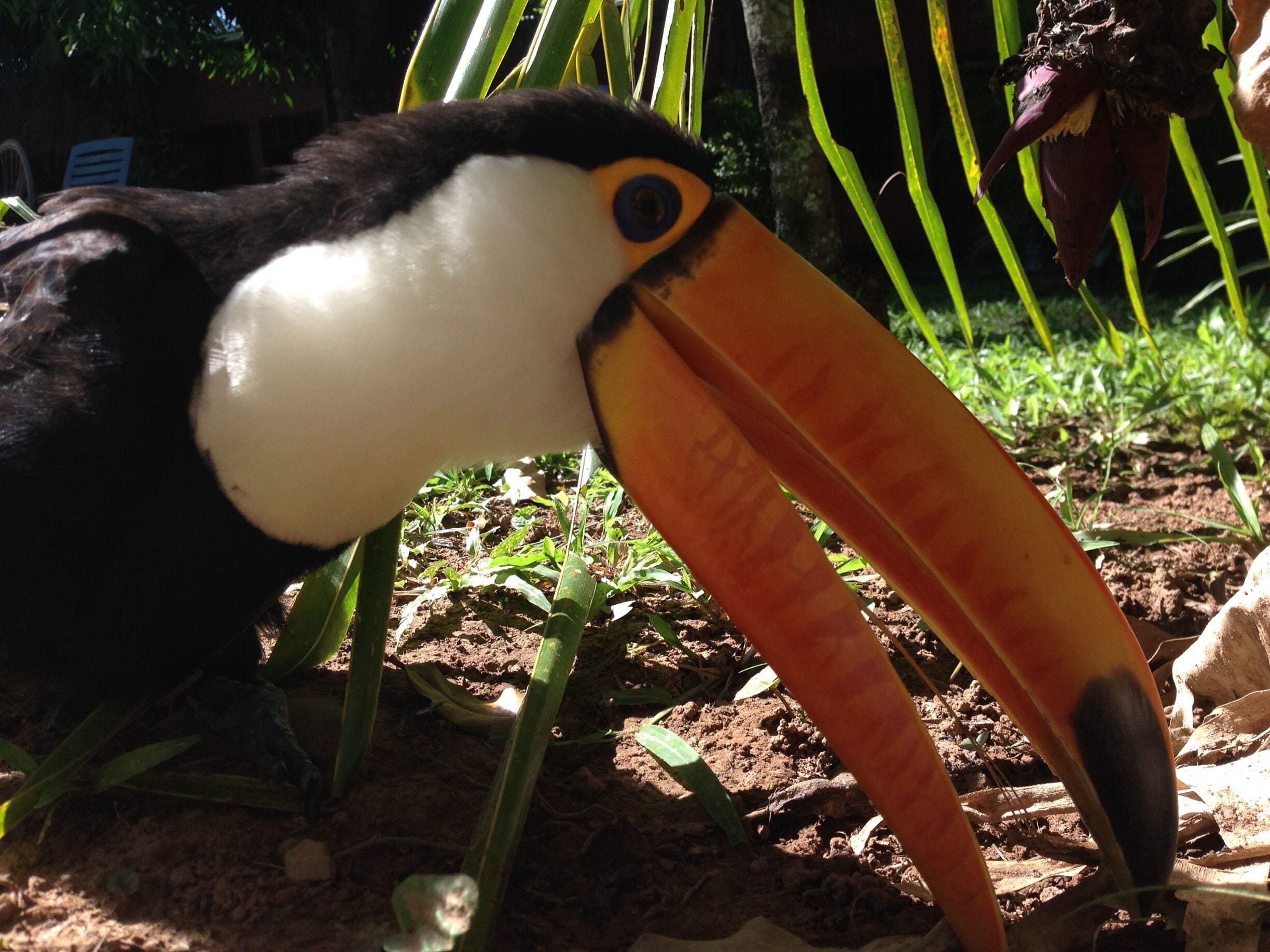 I came across this friendly Toucan during my stay in Rurrenabaque whilst visiting the Amazon rainforest #wildlife 
