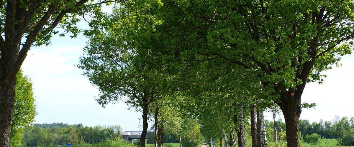 A narrow rural road flanked by tall trees and lush greenery.