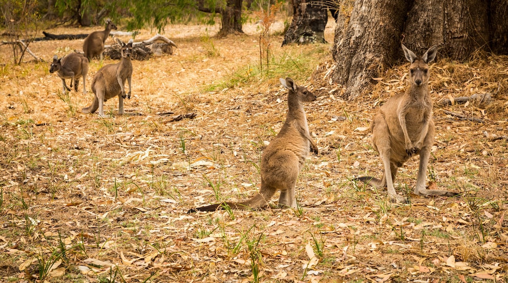 Five kangaroo standing in bush