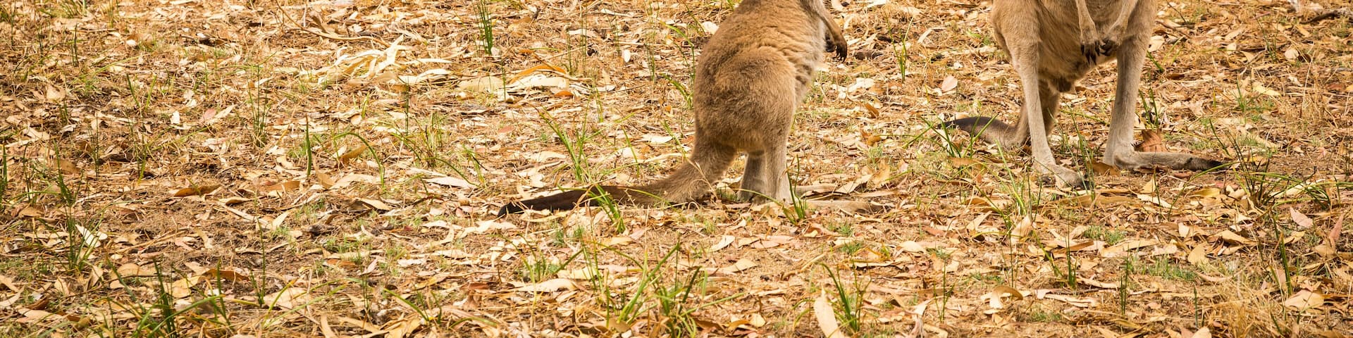 Five kangaroo standing in bush
