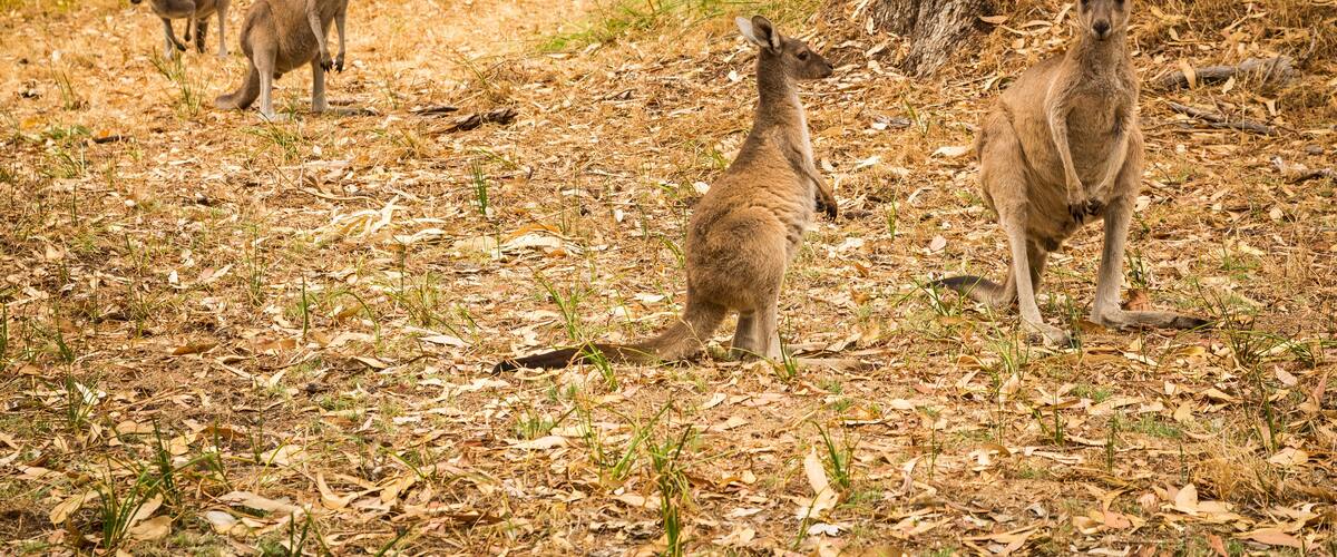 A group of kangaroos in a dry, leaf-covered forest with trees in the background.