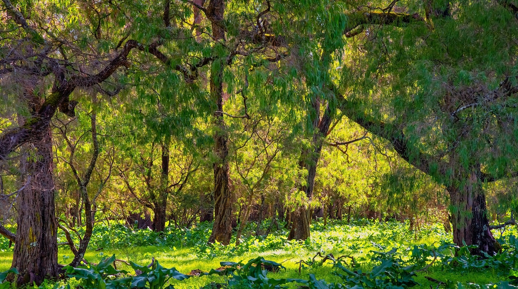 Beautiful huge Tuart Trees. One of a kind in the world. A number of Tuart forests stretch along this part of the coast line. near Capel WA.