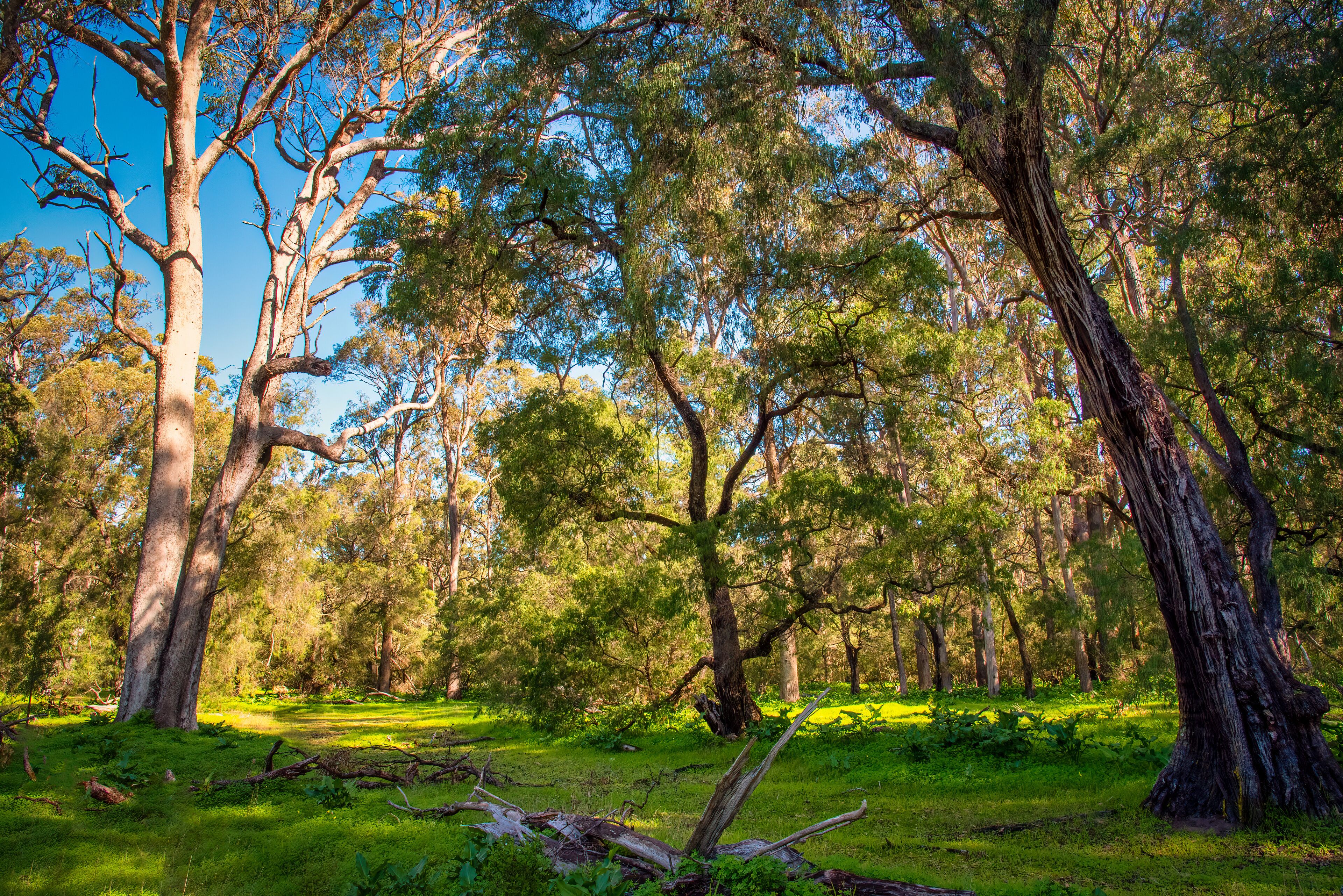 Beautiful huge Tuart Trees. One of a kind in the world. A number of Tuart forests stretch along this part of the coast line. near Capel WA.