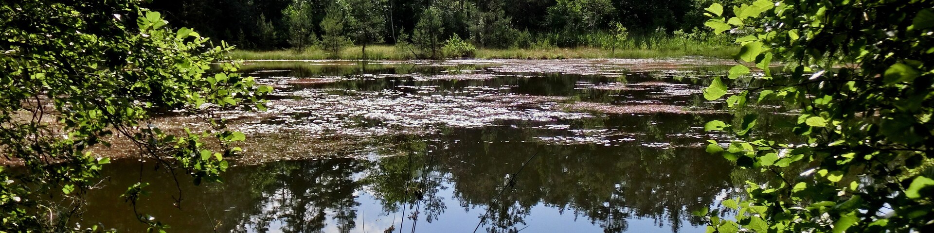 Schwarzweiher 1