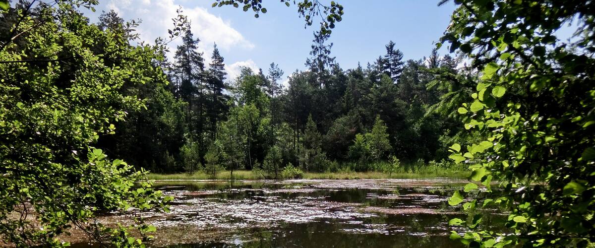 A calm lake surrounded by dense forest and trees.