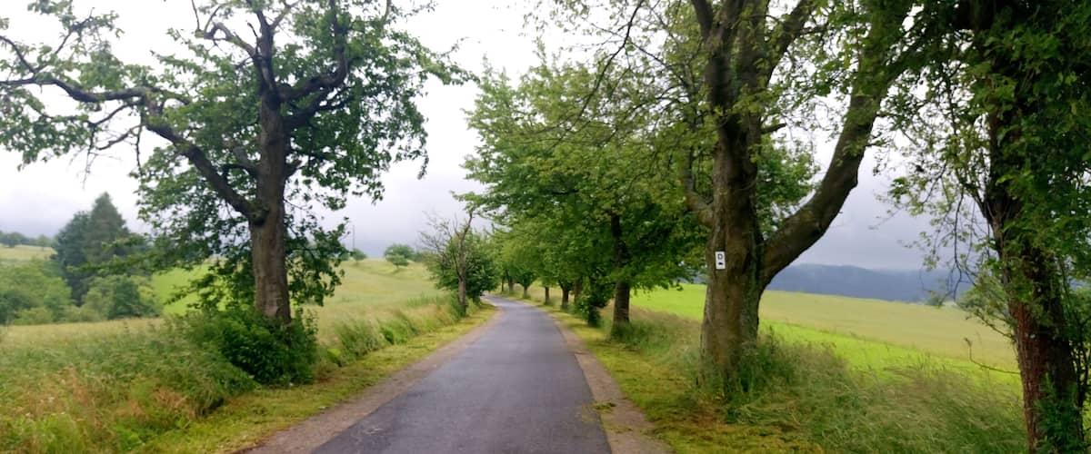 A narrow paved road flanked by trees and grass.