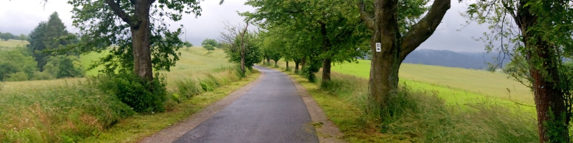 A narrow paved road flanked by trees and grass.