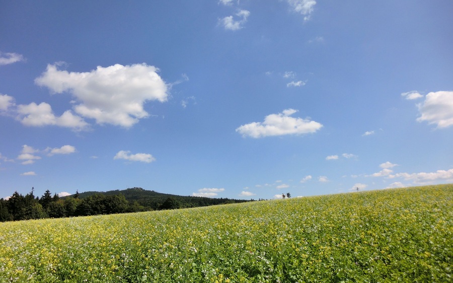 A field of yellow flowers under a clear blue sky with scattered clouds.