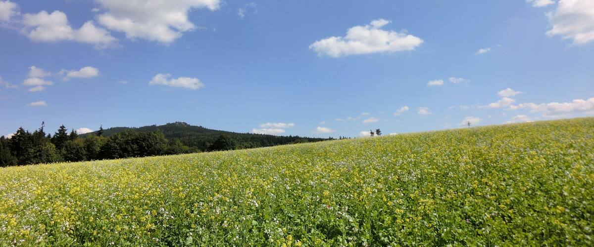 A field of yellow flowers under a clear blue sky with scattered clouds.