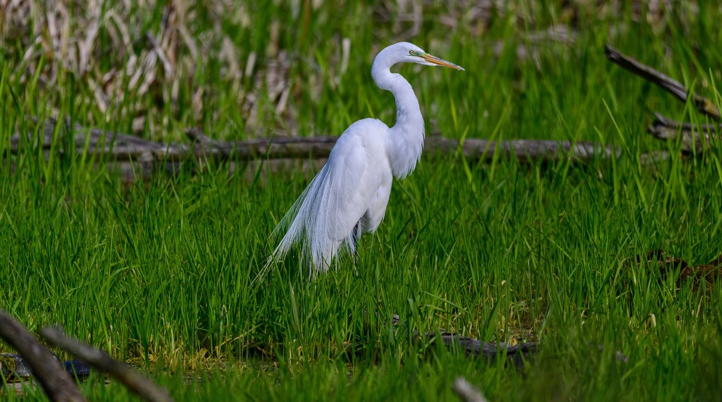 Maumee Bay State Park
