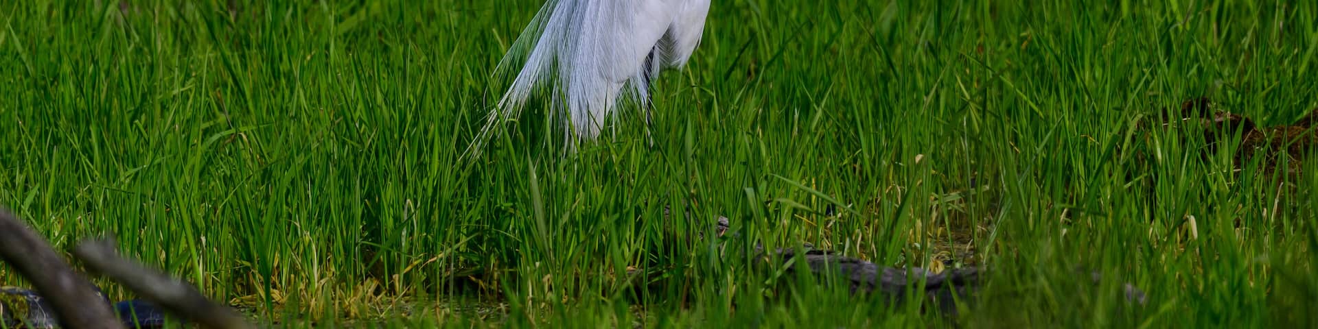 Great White Egret at Maumee Bay State Park Marsh