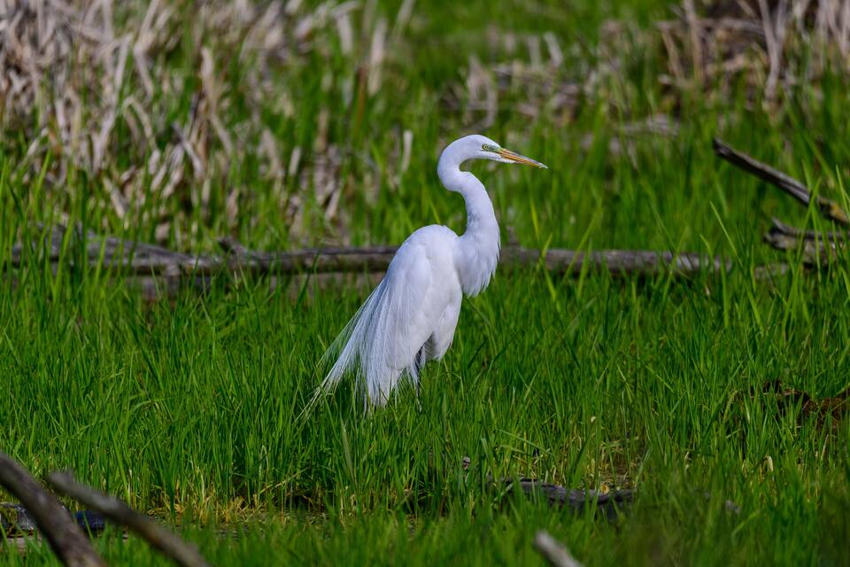 A white heron standing in a grassy area with reeds in the background.