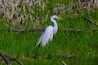Great White Egret at Maumee Bay State Park Marsh
