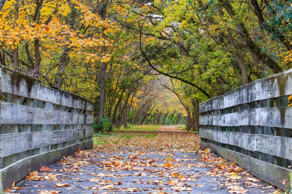 A wooden bridge surrounded by autumn foliage.