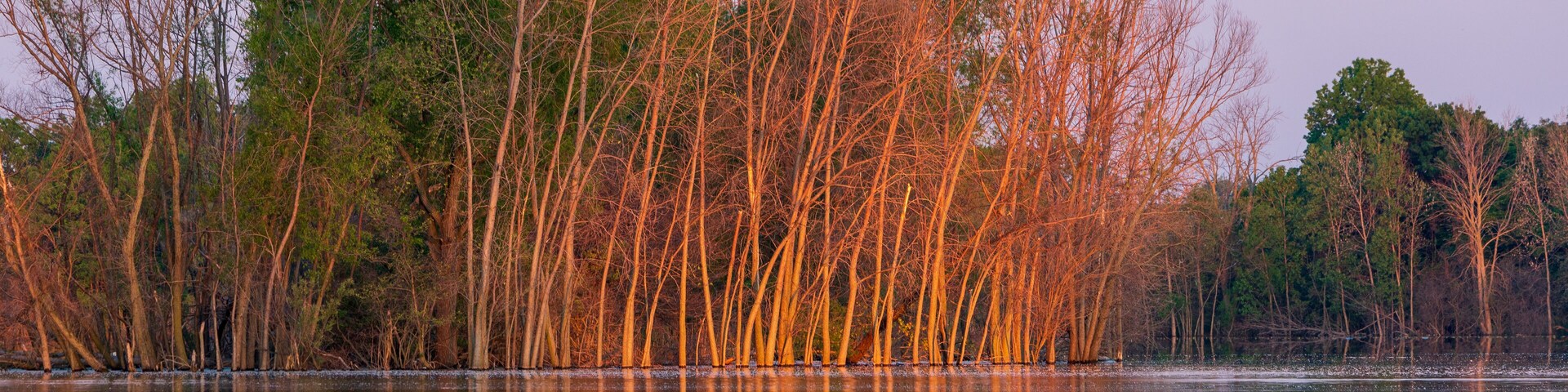 Tranquil morning on Lake Erie in late spring with cottonwood blossoms floating on the water. Taken at East Harbor State Park in Ohio in early June.