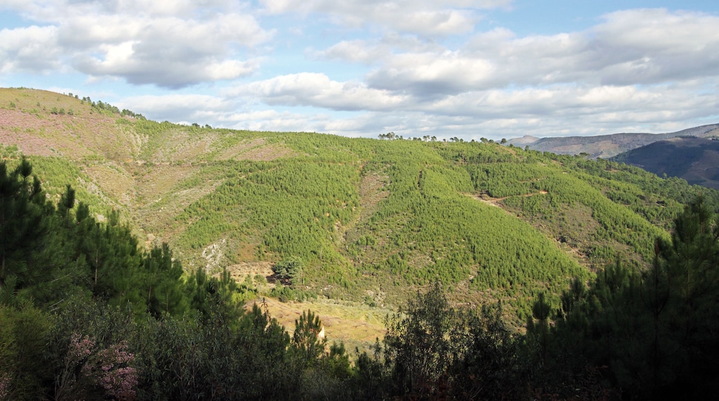 皮诺夫兰克阿多